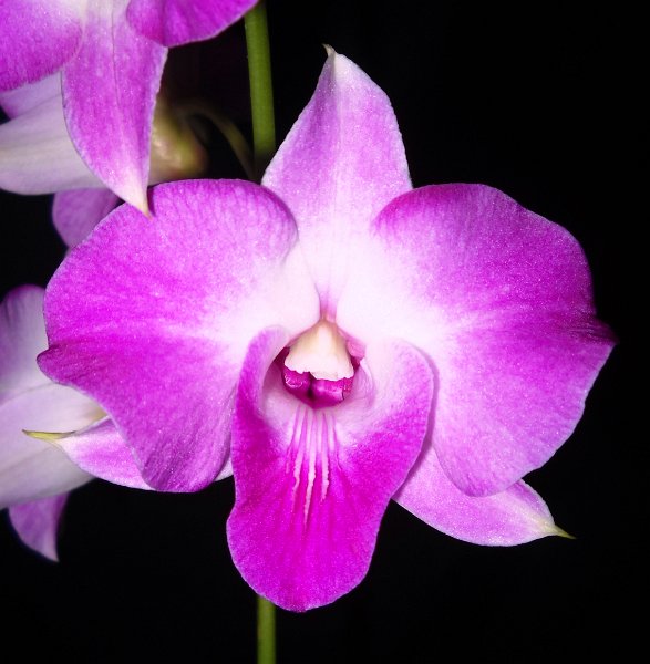 ANGEL ORCHIDS PHOTO GALLERY /Dendrobiums/Den. Classic Dragon 'Kalapana' (2)